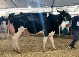 Criatório de Salvador do Sul - RS leva grande campeonato do Holandês na Festleite Anta Gorda 2024