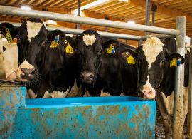 Menos vacas de leite estão sendo abatidas nos EUA, aqui está o principal motivo