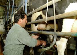 Com recuperação na oferta, preço ao produtor sobe apenas 1,3% em junho