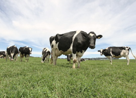 Doenças respiratórias em bovinos causam perda de produtividade