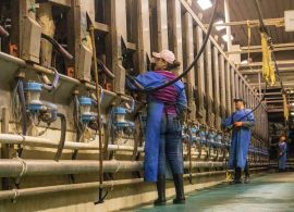 CEPEA: Indústrias competem pelo leite e preço ao produtor avança em fevereiro