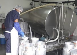 CEPEA: De forma atípica, preço do leite ao produtor cai em abril