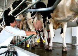 Setor lácteo sob pressão: Volatilidade internacional e custos elevados desafiam produtores