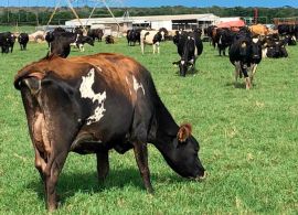 Contrassenso brasileiro: Na terra do pasto, sonhamos com confinamentos