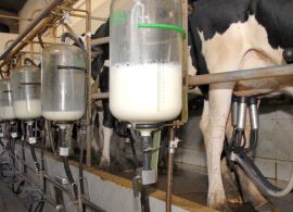 Cepea: Oferta de leite no campo segue crescente