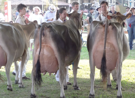 O Gado leiteiro na Expointer 2019 - Maior Feira Agropecuária da América Latina