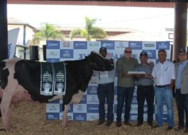 Recorde mundial: vaca Girolando produz 335,840 kg de leite