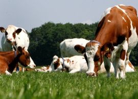 Reconectando consumidores e produtores: a verdadeira história do leite