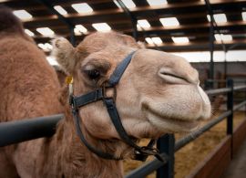 Leite de camela: Um mercado promissor com potencial de crescimento