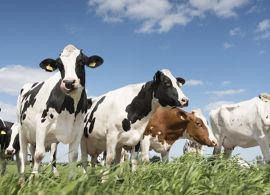 Gadolando aponta ano ruim para o produtor e sugere medidas para um resultado melhor em 2026