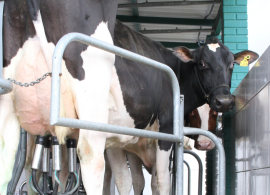 Preço do leite azedou humor do produtor em 2025, mas há chance decrescimento “moderado” no próximo ciclo