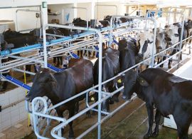 Movimento de desvalorização persiste no campo