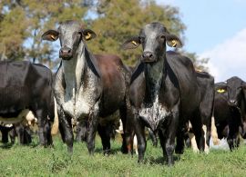 3º Congresso Internacional de Girolando afirmou o avanço da raça na pecuária brasileira
