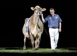 A Vaca da Raça Pardo Suíço é bi-Suprema Campeã na World Dairy Expo