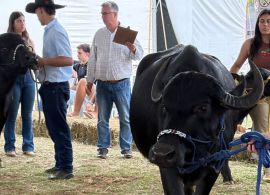 Búfalos dobram número de inscritos desde a estreia na Fenasul Expoleite