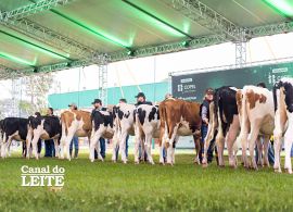 Expoingá 2026 destaca qualidade genética das raças Holandesa e Jersey em julgamento oficial