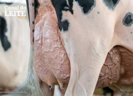 Fenasul Expoleite 2026 encerra com destaque para genética leiteira
