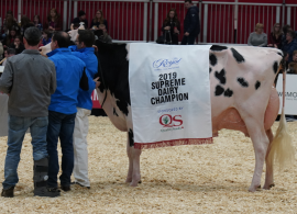 The Royal - Exposição do Agronegócio Canadense que tem gado de leite em quantidade e qualidade!