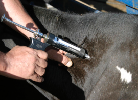 Pesquisa aponta deficiência no manejo vacinal em bezerras