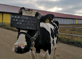 Fazendeiros russos testam Realidade Virtual em vacas