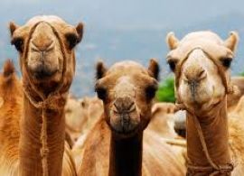 Leite de camelo ganha espaço apostando em benefícios à saúde e até chocolate gourmet