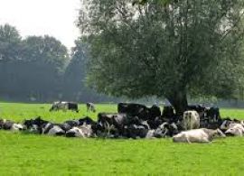 Vacas que pastejam na sombra produzem quatro vezes mais embriões
