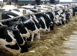 Levantamento das 100 maiores fazendas de leite no Brasil
