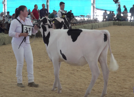 Expojovem Castrolanda mostra qualidade nos animais Jersey e Holandês da região