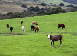 Rio Grande do Sul mais perto de conquistar o status de livre de aftosa sem vacinação