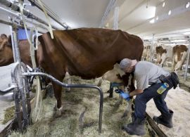 Oferta menor acentua disputa por leite e preço ao produtor deve subir em julho