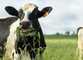 EMBRAPA: Mercado de lácteos segue aquecido mesmo com a pandemia
