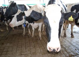 Projeto Campo Futuro avalia custos de produção de leite