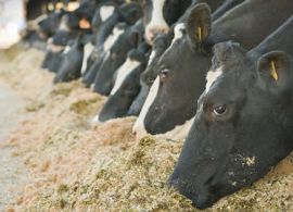Alta no preço do leite melhora relação de troca para produtor