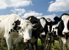 Argentina: produção de leite fluido será a menor em 10 anos