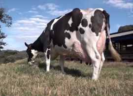 Vaca mais produtiva do Brasil em 2019 é de Santa Catarina