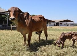 Nasce filha do primeiro clone de gir leiteiro da Embrapa Cerrados