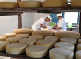 Produtores de queijo de Goiás recebem o Selo Arte