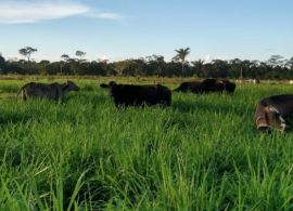 Pecuaristas do sul do Pará anunciam suspensão do fornecimento de leite