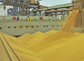 Suspensão da Tarifa Externa Comum para milho e soja pode reduzir custos de produção de leite
