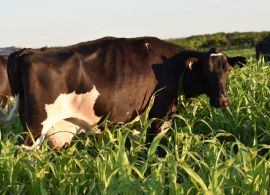 Elevação no preço dos grãos piora a relação de troca para o produtor de leite