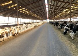 USDA registra aumento da produção de leite nos EUA