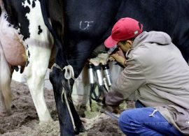 Mato Grosso ambiciona liderar produção nacional de leite