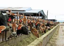 Demanda retraída por lácteos pressiona cotações no campo