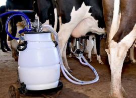 Produtores do MT entram em greve por queda nos preços do leite