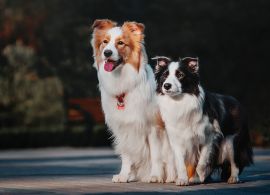 Uso de cães como ferramenta de diagnóstico da mastite bovina