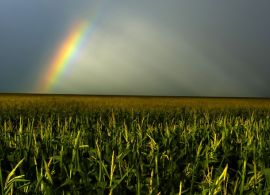 Perspectiva climática: não deve faltar chuva para o milho safrinha
