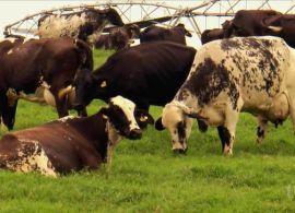 Mosca-dos-chifres pode derrubar produção de leite em até 20%