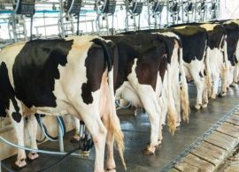 Bahia registra nova marca histórica na produção de leite