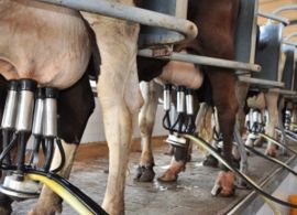 Projeto Campo Futuro avalia custos da pecuária de leite e de corte no RS
