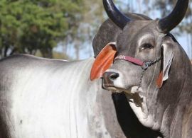 Embrapa e CBMG² lançam 22º Sumário de Touros e Matrizes da raça Guzerá